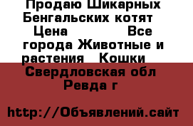 Продаю Шикарных Бенгальских котят › Цена ­ 17 000 - Все города Животные и растения » Кошки   . Свердловская обл.,Ревда г.
